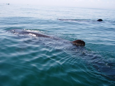 Holbox Island whale shark trips