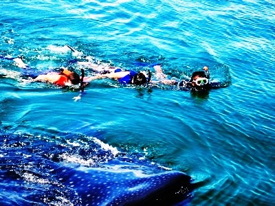 snorkeling with whale sharks!
